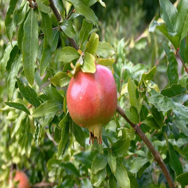 Anar_Ganesh_Pomegranate_Layering/Grafted_Fruit_Plant_(1.5-3_Feet_Height)