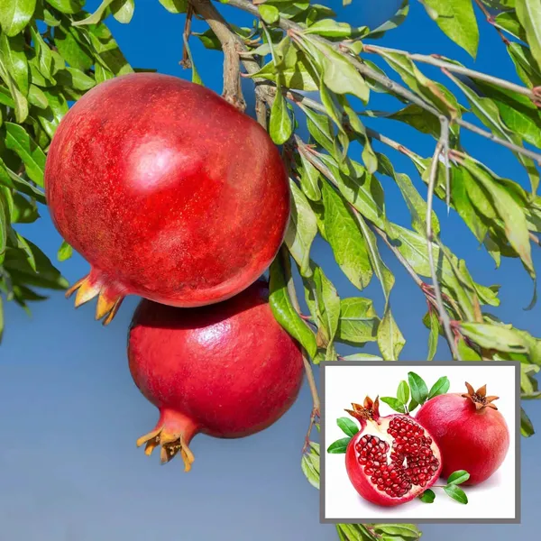 Israeli_Rimon_Pomegranate_Anar_Layering/Grafted_Fruit_Plant_(1.5-3_Feet_Height)