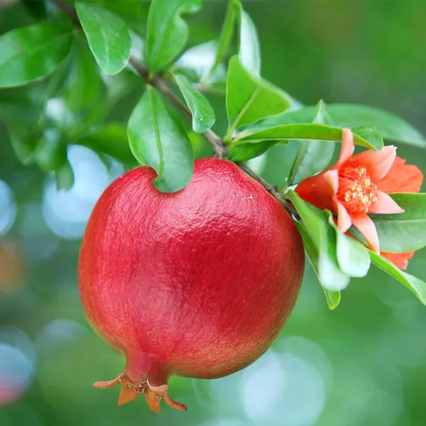 Israeli_Rimon_Pomegranate_Anar_Layering/Grafted_Fruit_Plant_(1.5-3_Feet_Height)