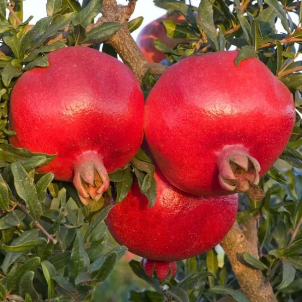 Israeli_Rimon_Pomegranate_Anar_Layering/Grafted_Fruit_Plant_(1.5-3_Feet_Height)