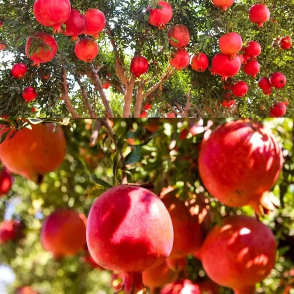 Israeli_Rimon_Pomegranate_Anar_Layering/Grafted_Fruit_Plant_(1.5-3_Feet_Height)