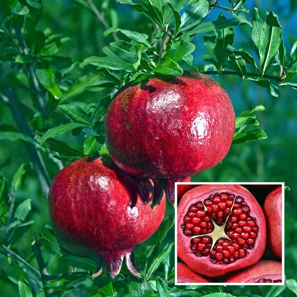 Granada_Pomegranate_Anar_Layering/Grafted_Fruit_Plant_(1.5-3_Feet_Height)