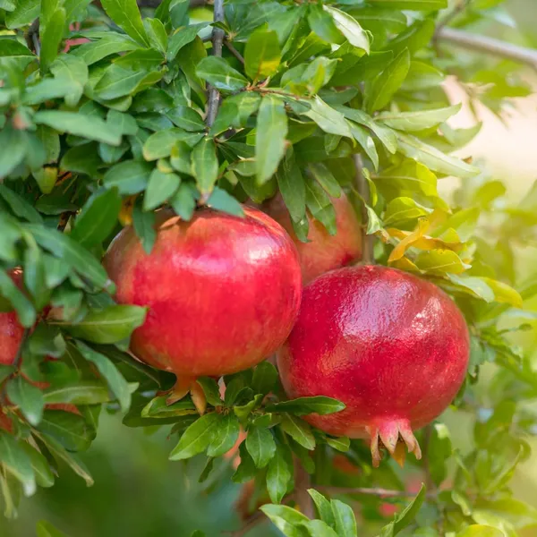 Granada_Pomegranate_Anar_Layering/Grafted_Fruit_Plant_(1.5-3_Feet_Height)