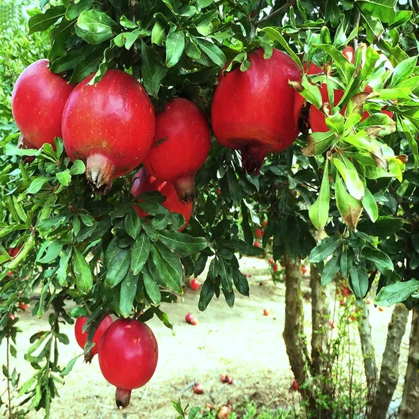 Granada_Pomegranate_Anar_Layering/Grafted_Fruit_Plant_(1.5-3_Feet_Height)
