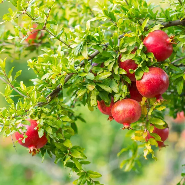 Gm2_Pomegranate_Anar_Layering/Grafted_Fruit_Plant_(1.5-3_Feet_Height)