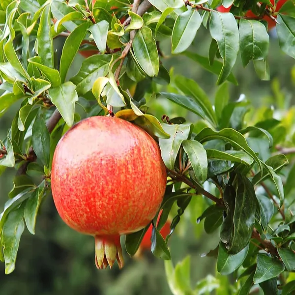 Gm2_Pomegranate_Anar_Layering/Grafted_Fruit_Plant_(1.5-3_Feet_Height)