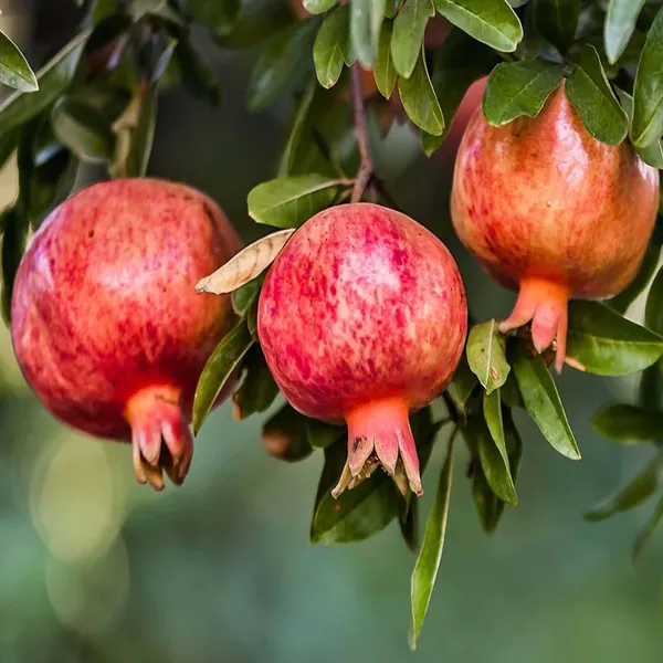Gm2_Pomegranate_Anar_Layering/Grafted_Fruit_Plant_(1.5-3_Feet_Height)