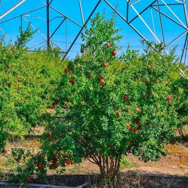 Gm2_Pomegranate_Anar_Layering/Grafted_Fruit_Plant_(1.5-3_Feet_Height)