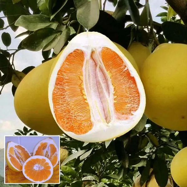 Golden_Honey_Pomelo_Grapefruit_Jambura_Gaint_Chakotra_Batabi_Lebu_Kambili_Naranga_Grafted_Fruit_Plant_(1.5-3_Feet_Height)