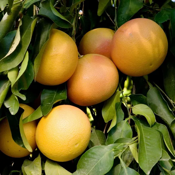 Golden_Honey_Pomelo_Grapefruit_Jambura_Gaint_Chakotra_Batabi_Lebu_Kambili_Naranga_Grafted_Fruit_Plant_(1.5-3_Feet_Height)