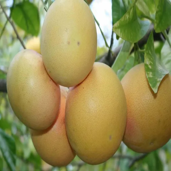 Golden_Honey_Pomelo_Grapefruit_Jambura_Gaint_Chakotra_Batabi_Lebu_Kambili_Naranga_Grafted_Fruit_Plant_(1.5-3_Feet_Height)