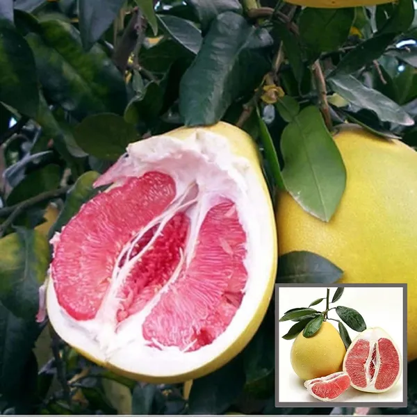 Assembly_Pomelo_Grapefruit_Jambura_Gaint_Chakotra_Batabi_Lebu_Kambili_Naranga_Layering/Grafted_Fruit_Plant_(1.5-3_Feet_Height)