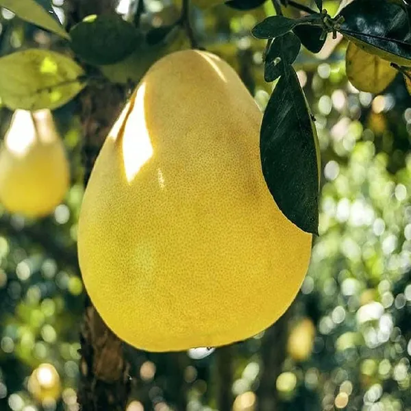 Assembly_Pomelo_Grapefruit_Jambura_Gaint_Chakotra_Batabi_Lebu_Kambili_Naranga_Layering/Grafted_Fruit_Plant_(1.5-3_Feet_Height)