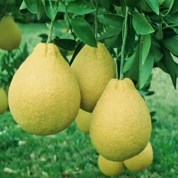 Assembly_Pomelo_Grapefruit_Jambura_Gaint_Chakotra_Batabi_Lebu_Kambili_Naranga_Layering/Grafted_Fruit_Plant_(1.5-3_Feet_Height)