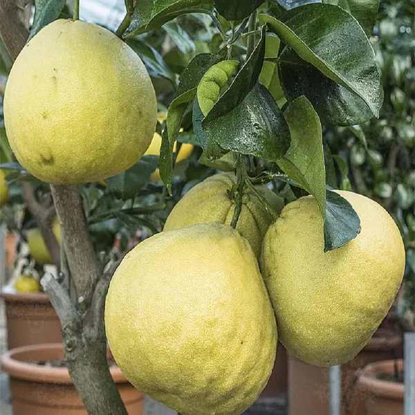 Assembly_Pomelo_Grapefruit_Jambura_Gaint_Chakotra_Batabi_Lebu_Kambili_Naranga_Layering/Grafted_Fruit_Plant_(1.5-3_Feet_Height)