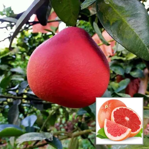 Red_Pomelo_Grapefruit_Jambura_Gaint_Chakotra_Batabi_Lebu_Kambili_Naranga_Grafted_Fruit_Plant_(1.5-3_Feet_Height)