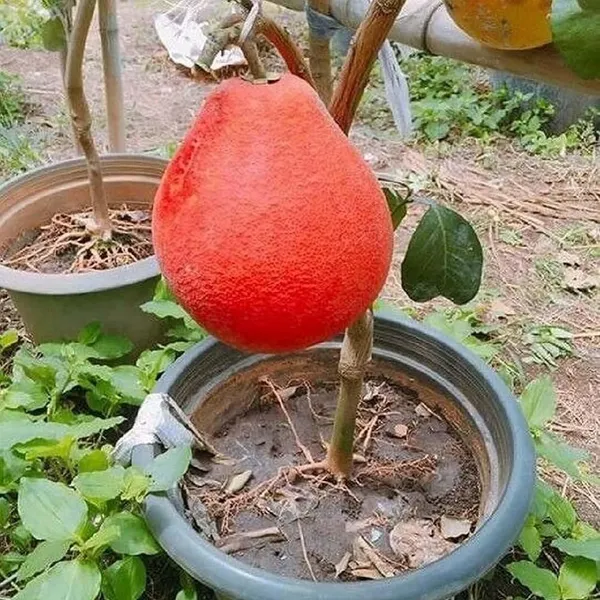 Red_Pomelo_Grapefruit_Jambura_Gaint_Chakotra_Batabi_Lebu_Kambili_Naranga_Grafted_Fruit_Plant_(1.5-3_Feet_Height)