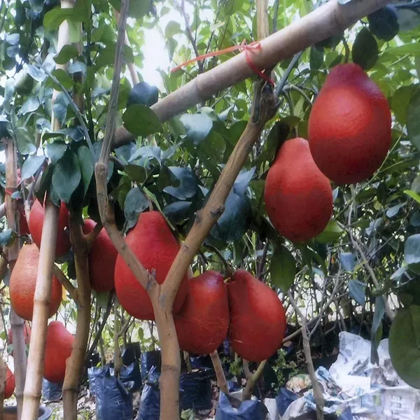 Red_Pomelo_Grapefruit_Jambura_Gaint_Chakotra_Batabi_Lebu_Kambili_Naranga_Grafted_Fruit_Plant_(1.5-3_Feet_Height)