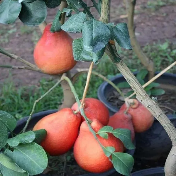 Red_Pomelo_Grapefruit_Jambura_Gaint_Chakotra_Batabi_Lebu_Kambili_Naranga_Grafted_Fruit_Plant_(1.5-3_Feet_Height)