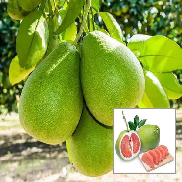 Seedless_Pomelo_Grapefruit_Jambura_Gaint_Chakotra_Batabi_Lebu_Kambili_Naranga_Layering/Grafted_Fruit_Plant_(1.5-3_Feet_Height)