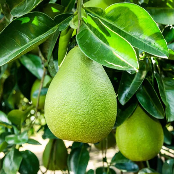 Seedless_Pomelo_Grapefruit_Jambura_Gaint_Chakotra_Batabi_Lebu_Kambili_Naranga_Layering/Grafted_Fruit_Plant_(1.5-3_Feet_Height)
