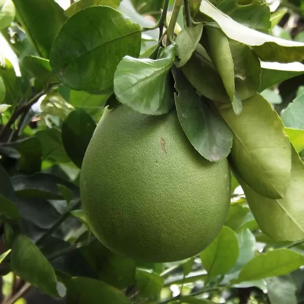 Seedless_Pomelo_Grapefruit_Jambura_Gaint_Chakotra_Batabi_Lebu_Kambili_Naranga_Layering/Grafted_Fruit_Plant_(1.5-3_Feet_Height)