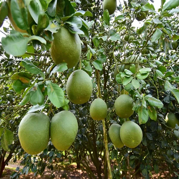 Seedless_Pomelo_Grapefruit_Jambura_Gaint_Chakotra_Batabi_Lebu_Kambili_Naranga_Layering/Grafted_Fruit_Plant_(1.5-3_Feet_Height)