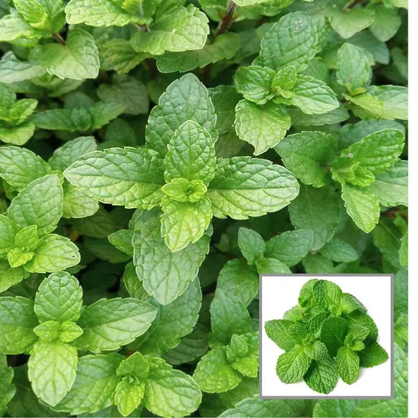 Pudina_Pepermint_Mentha_Scented_Leaf_Plant_(1-2_Feet_Height)