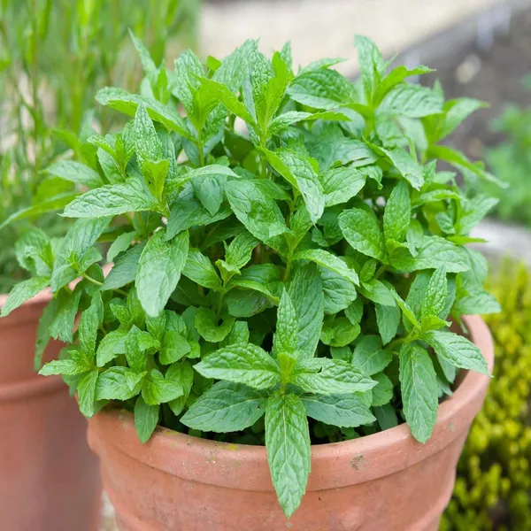 Pudina_Pepermint_Mentha_Scented_Leaf_Plant_(1-2_Feet_Height)