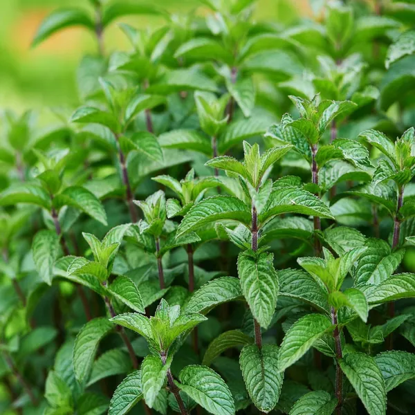 Pudina_Pepermint_Mentha_Scented_Leaf_Plant_(1-2_Feet_Height)
