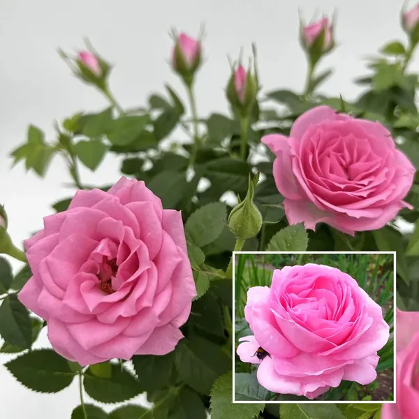 Pink_Rose_Fragrant_Flower_Plant_(1-2_Feet_Height)