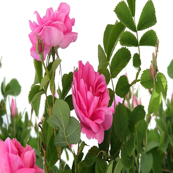 Pink_Rose_Fragrant_Flower_Plant_(1-2_Feet_Height)