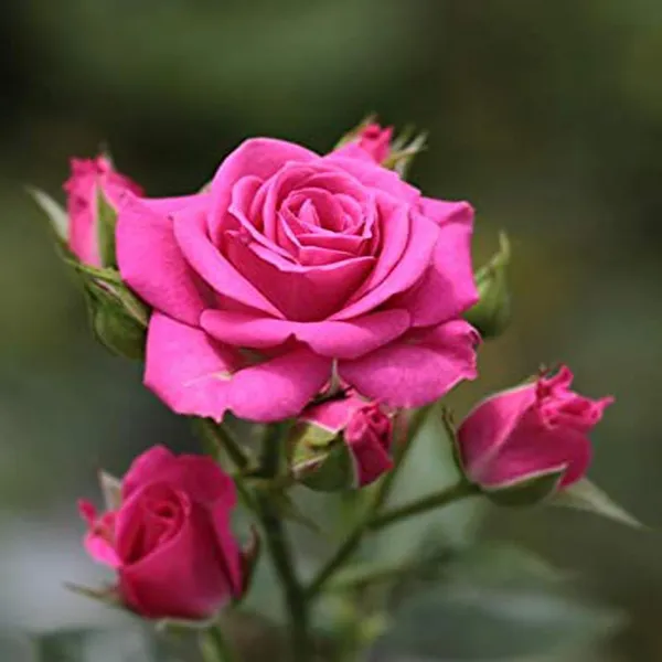 Pink_Rose_Fragrant_Flower_Plant_(1-2_Feet_Height)