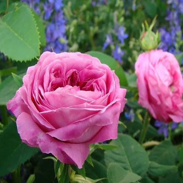 Pink_Rose_Fragrant_Flower_Plant_(1-2_Feet_Height)