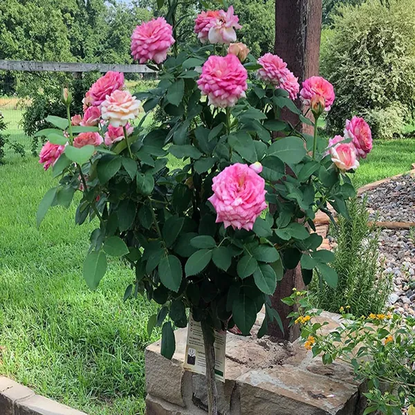 Pink_Rose_Fragrant_Flower_Plant_(1-2_Feet_Height)