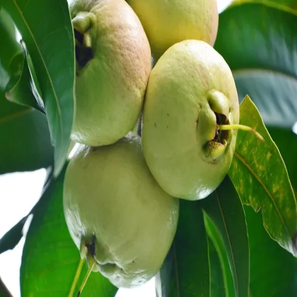 Rose_Apple_Gulab_Jamun_Layering/Grafted_Fruit_Plant_(1.5-3_Feet_Height)
