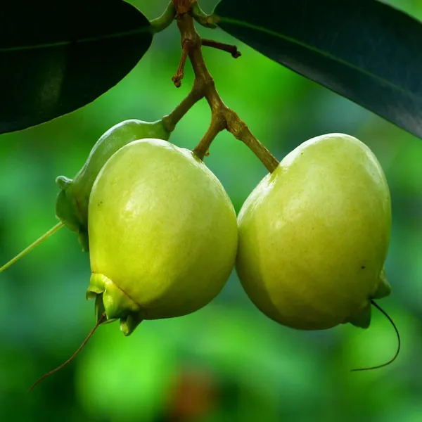 Rose_Apple_Gulab_Jamun_Layering/Grafted_Fruit_Plant_(1.5-3_Feet_Height)