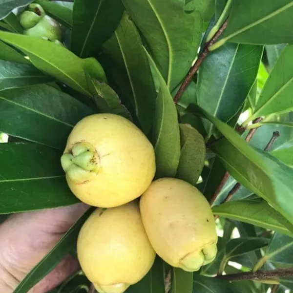 Rose_Apple_Gulab_Jamun_Layering/Grafted_Fruit_Plant_(1.5-3_Feet_Height)