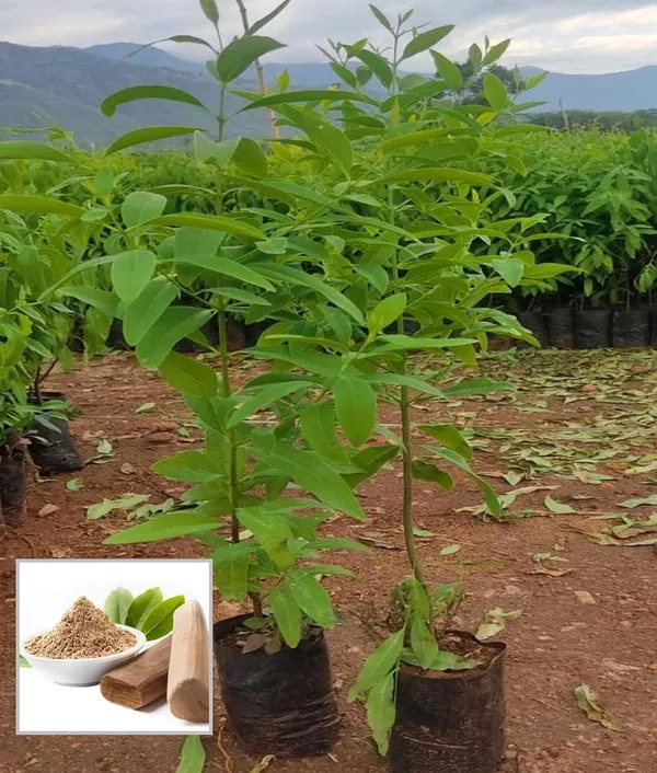 White_Sandalwood_Chandan_Avenue_Plant_(1.5-3_Feet_Height)
