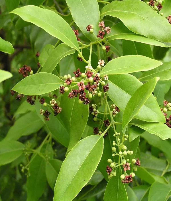 White_Sandalwood_Chandan_Avenue_Plant_(1.5-3_Feet_Height)