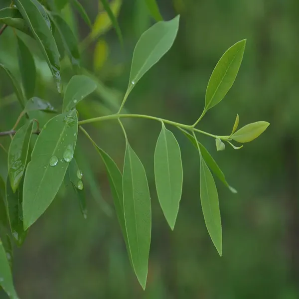 White_Sandalwood_Chandan_Avenue_Plant_(1.5-3_Feet_Height)