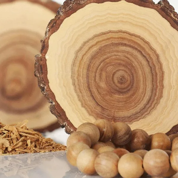 White_Sandalwood_Chandan_Avenue_Plant_(1.5-3_Feet_Height)