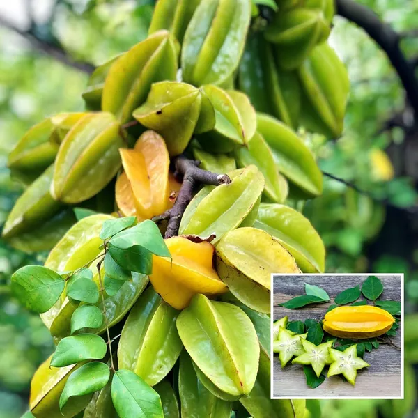 Sour_Star_Fruit_Carambola_Kamranga_Amrak_Grafted_Plant_(1.5-3_Feet_Height)