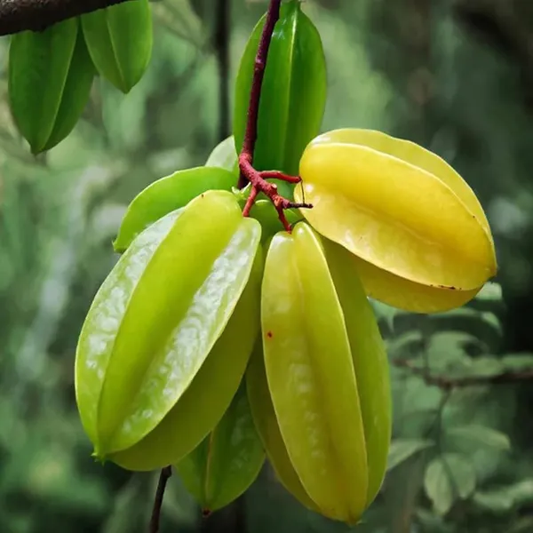 Sour_Star_Fruit_Carambola_Kamranga_Amrak_Grafted_Plant_(1.5-3_Feet_Height)
