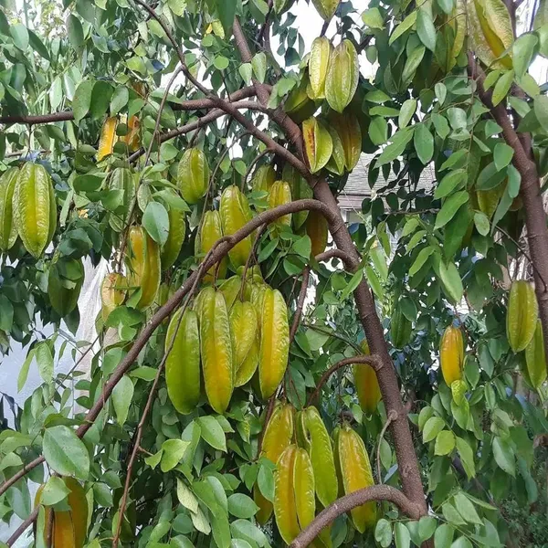 Sour_Star_Fruit_Carambola_Kamranga_Amrak_Grafted_Plant_(1.5-3_Feet_Height)