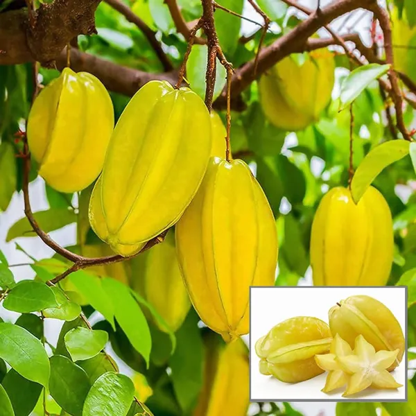 Thai_Sweet_Star_Fruit_Carambola_Kamranga_Amrak_Grafted_Plant_(1.5-3_Feet_Height)