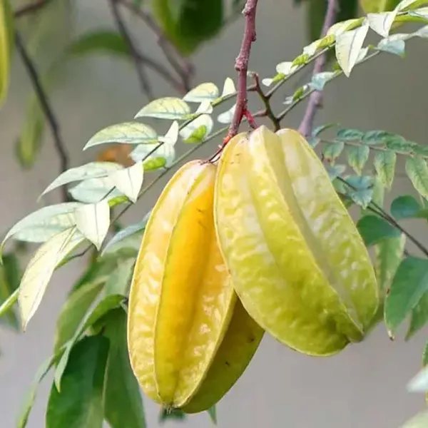Thai_Sweet_Star_Fruit_Carambola_Kamranga_Amrak_Grafted_Plant_(1.5-3_Feet_Height)