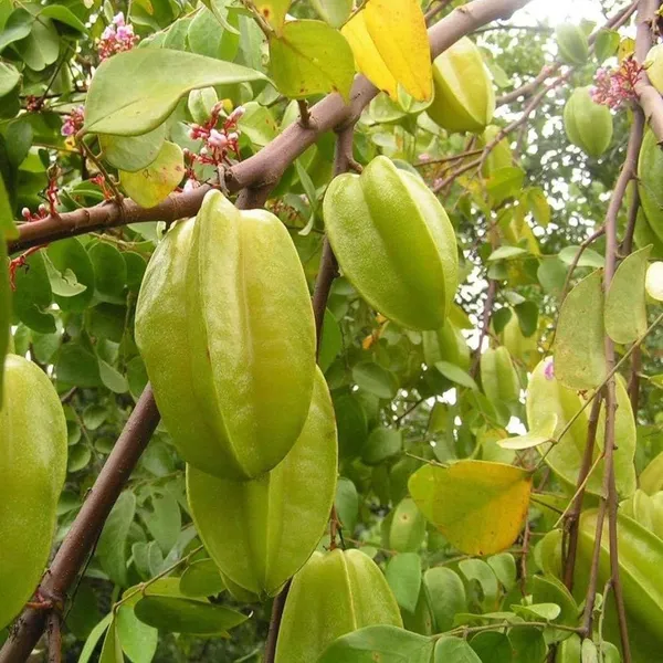 Thai_Sweet_Star_Fruit_Carambola_Kamranga_Amrak_Grafted_Plant_(1.5-3_Feet_Height)
