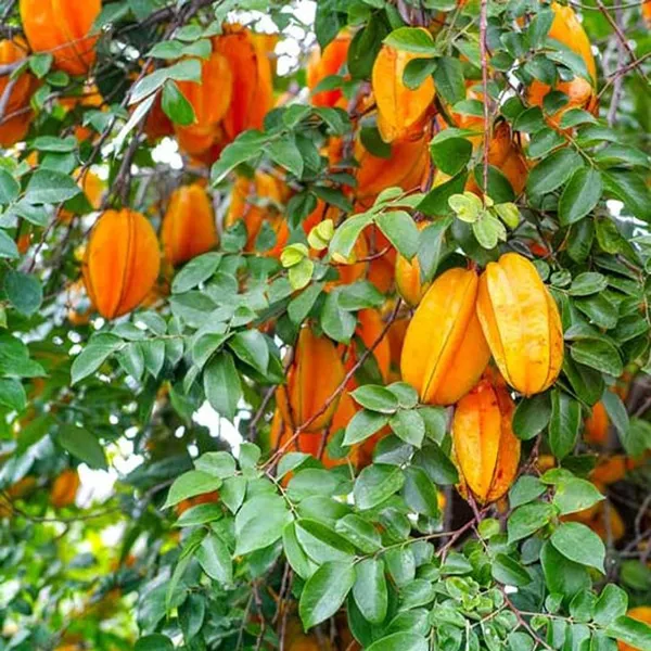 Thai_Sweet_Star_Fruit_Carambola_Kamranga_Amrak_Grafted_Plant_(1.5-3_Feet_Height)