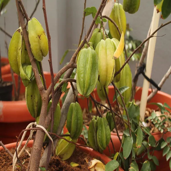 Thai_Sweet_Star_Fruit_Carambola_Kamranga_Amrak_Grafted_Plant_(1.5-3_Feet_Height)